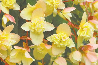 Begonia Blitz Yellow