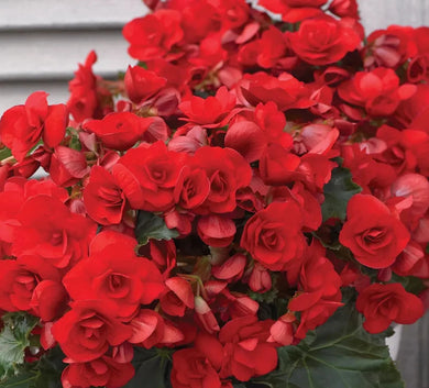 Begonia Vermillion Red