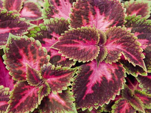 Coleus Main Street Fifth Avenue
