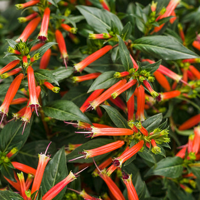 Cuphea Vermillionare