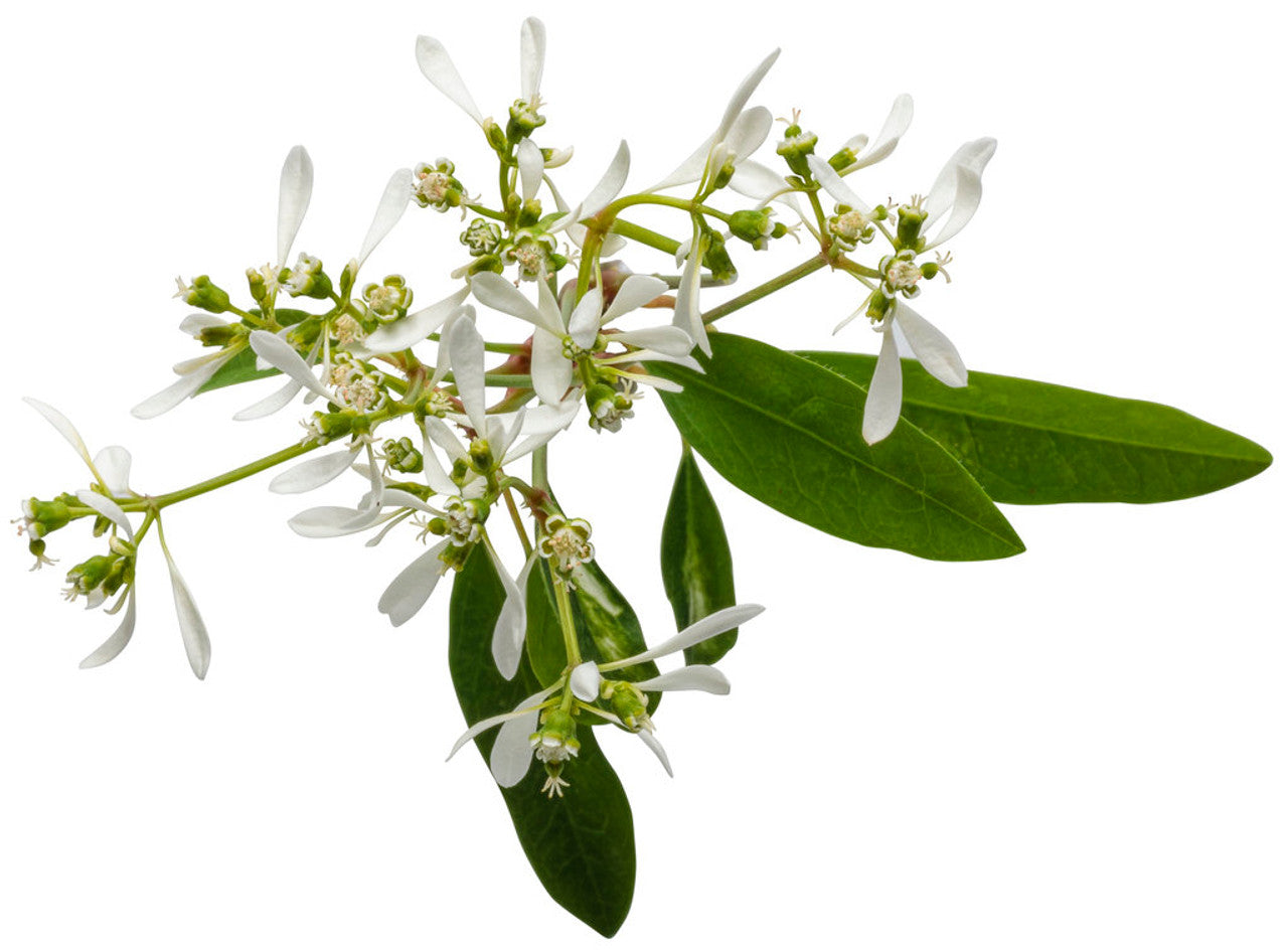 Euphorbia Diamond Frost