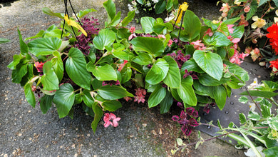 Hanging Basket Shade