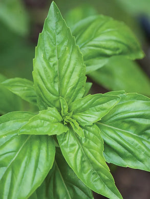 Herb Sweet Basil