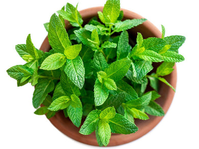 Herb Mint
