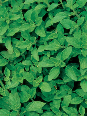 Herb Oregano