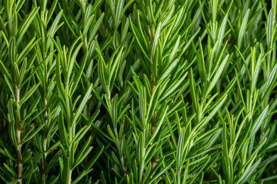 Herb Rosemary