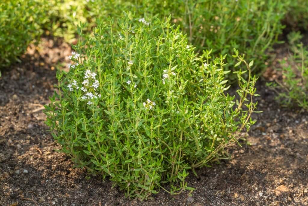 Herb Thyme