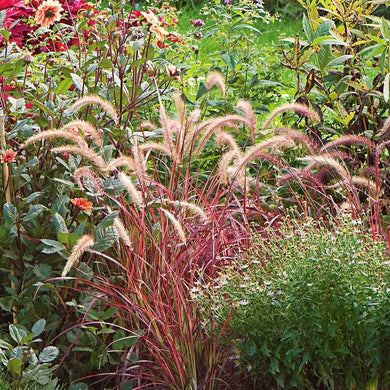Pennisetum Fireworks