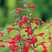 Salvia Roman Red