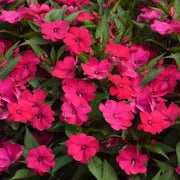 Impatients Sunpatients Compact Magenta