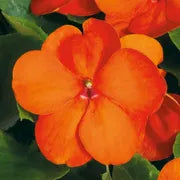 Impatients Sunpatients Compact Orange