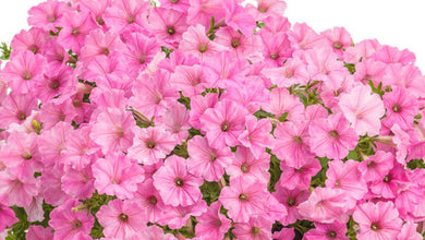 Petunia Supertunia Bubblegum