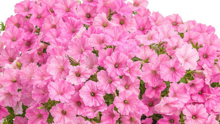 Petunia Supertunia Bubblegum