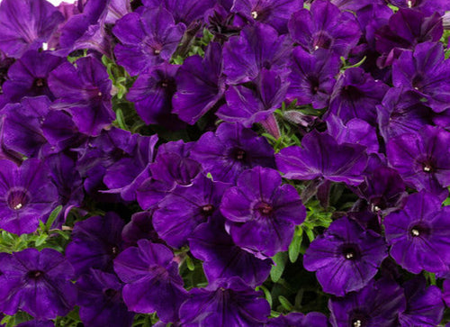 Petunia Supertunia Royal Velvet