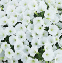 Petunia Supertunia Snowdrift