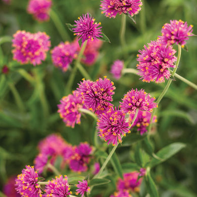 Gomphrena Truffula Pink