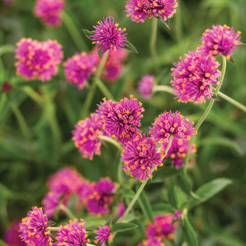 Gomphrena Truffula Pink